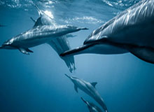 在线下注-纵相俱乐部 | 程序员的浪漫：我给小胖搭网站